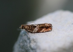 Almekveldvikler (Epinotia abbreviana)