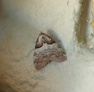 Båndduskfly (Nola cucullatella)