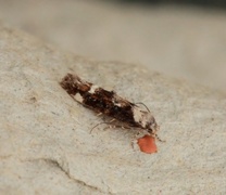 Mompha lacteella