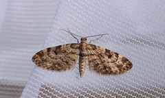 Grandvergmåler (Eupithecia tantillaria)