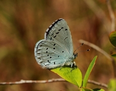 Vårblåvinge (Celastrina argiolus)