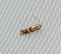 Phyllonorycter ulmifoliella