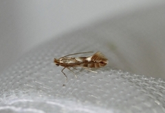 Phyllonorycter maestingella