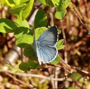 Vårblåvinge (Celastrina argiolus)