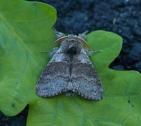 Bøkebørstespinner (Calliteara pudibunda)