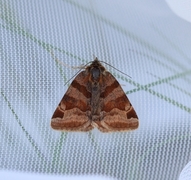 Brunt slåttefly (Euclidia glyphica)