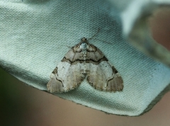 Fiolett rosemåler (Anticlea derivata)