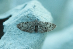 Eikedvergmåler (Eupithecia dodoneata)