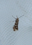 Phyllonorycter hilarella