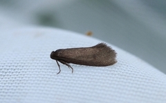 Lypusa maurella