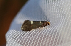 Lampronia flavimitrella