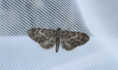 Vinkeldvergmåler (Eupithecia vulgata)