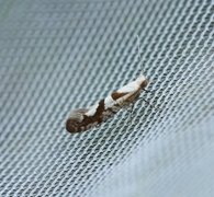 Argyresthia sorbiella