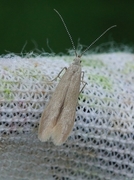 Coleophora lusciniaepennella