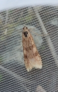 Smalengmott (Nomophila noctuella)