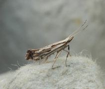 Dagfiolkålmøll (Plutella porrectella)