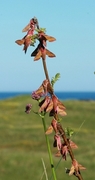 Liten snabelsvermer (Deilephila porcellus)