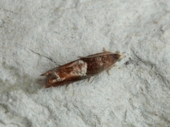 Orekveldvikler (Epinotia tenerana)