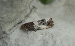 Blek rosevikler (Notocelia rosaecolana)