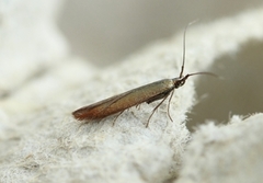 Kløversekkmøll (Coleophora deauratella)