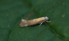 Cedestis gysseleniella