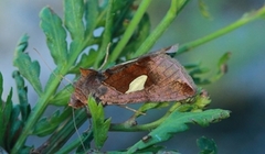 Storflekket metallfly (Autographa bractea)