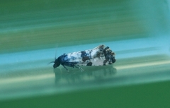 Landøydapraktvikler (Cochylis atricapitana)