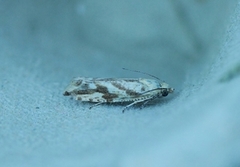 Sitronvikler (Thiodia citrana)