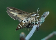 Mauresvermer (Hyles gallii)