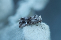 Torskemunnfly (Calophasia lunula)