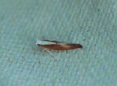 Argyresthia albistria