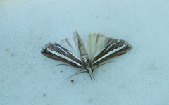 Sanddynenebbmott (Catoptria fulgidella)