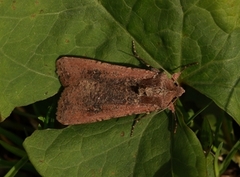 Vandrefly (Peridroma saucia)