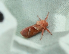 Rød roteter (Triodia sylvina)