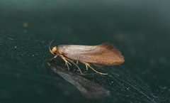 Batia unitella