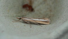 Sanddynenebbmott (Catoptria fulgidella)