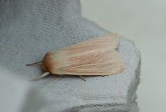 Halmgult gressfly (Mythimna pallens)