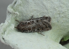 Gråbrunt sandjordfly (Euxoa tritici)