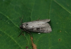 Kystfly (Stilbia anomala)