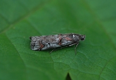 Lyngsmalmott (Pempelia palumbella)