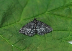 Kjukefly (Parascotia fuliginaria)