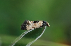 Svevepraktvikler (Cochylis dubitana)