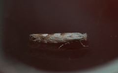 Phyllonorycter apparella