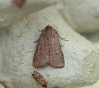 Lyngbakkefly (Xestia castanea)