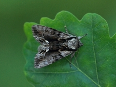 Raggfly (Hyppa rectilinea)