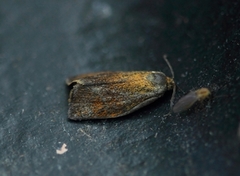 Blybladvikler (Ptycholoma lecheana)