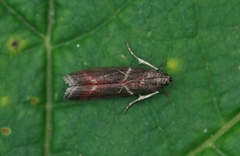 Oresmalmott (Cryptoblabes bistriga)