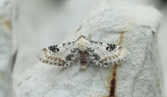 Hvit dvergmåler (Eupithecia centaureata)