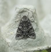 Ospekveldfly (Acronicta megacephala)