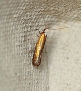 Argyresthia arceuthina